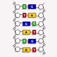 מבנה ה-DNA צילום: אתר הBBC