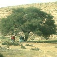 אלה אטלנטית. יש הר על שמה צילום דפנה מרוז החברה להגנת הטבע