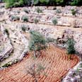 סטף. שחזור התרבות החקלאית ההררית המסורתית צילום דובי זכאי