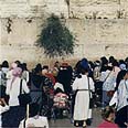 צילום: זום 77