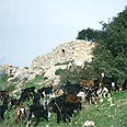 צילום: החברה להגנת הטבע ,דפנה מרוז