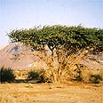 עין עברונה צילום: תומר כהנא, החברה להגנת הטבע