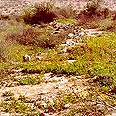 ירוק דהוי בדיונות של חלוצה 