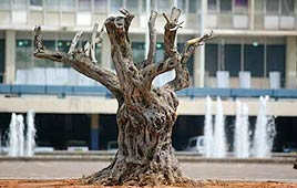 עץ זית כיכר רבין