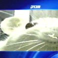 באדיבות "חדשות המדע" ערוץ 8
