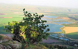 צילום: יפה רזיאל