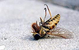 צילום: ניר נוסבאום, נט מגזין