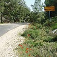 דרך העוברת בגלבוע צילום: גילי סופר