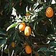 צילום: גיא רובננקו