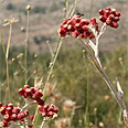 דם המכבים. נותן את השואו שלו צילום: גילי סופר