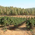 גם כרמים ובוסתנים ביער יתיר צילום: מיכל כרמון