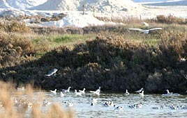 צילום: גילי סופר