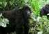 צילום: wildlifedirect.org