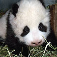 צילום: zoovienna.at