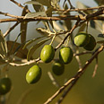  צילום: indexopen