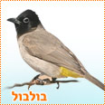 בואו לבחור בבולבול - לחצו על התמונה 
