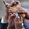 מהומות הלחם במצרים צילום :AP
