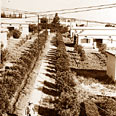 ג. בית אלפא וחפציבה שכנות, "שביל המנדרינות" המקשר בין הקיבוצים 