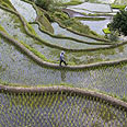 פיליפינים גידול אורז (צילום: רויטרס)