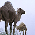 גמל גמלים camel (צילום: ויז'ואל/פוטוס)