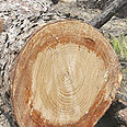 צילום: חגי אהרון