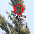 החתולה על ראש העץ צילום: מסרי עומר