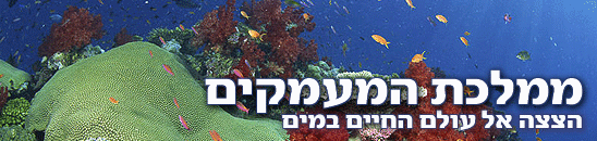 צילום: ויז'ואל/פוטוס