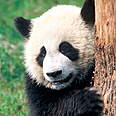  צילום: WWF-Canon