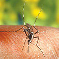 יתוש טיגריס אסייני. ארכיון צילום: EPA