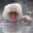 צילום: Gettyimages Imagebank