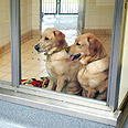 כלבים במרכז אימוץ בבריטניה צילום: dogstrust