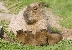 צילום:  Dave Rolfe, Howletts Wild Animal Parks