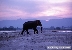 צילום: WWF-Canon