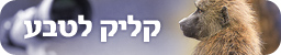 צילום: יורם שפירר
