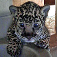 הולך בכוחות עצמו צילום: Jacksonville Zoo