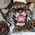 חושף שיניים לעבר הרופאים צילום: Jacksonville Zoo