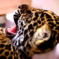 רוצה לחזור לאמא צילום: Jacksonville Zoo