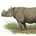 יעלמו מהעולם? צילום: WWF - Canon