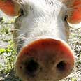 חזיר חזירים אוסטריה (צילום: רויטרס)