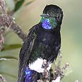 gorgeted puffleg בקולומביה. רק התגלתה וכבר בסכנה צילום: alex cortes