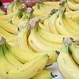 בננות בננה פירות (צילום: ירון ברנר)