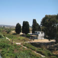 צילום: שרה גולד