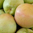 צילום: ירון ברנר