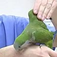חשוב לבדוק את התוכי לפני הרכישה צילום: דלית שחם