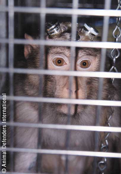 צילום: Animal Defenders International