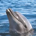 צילום: מוטי פלאי