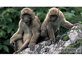 צילום: WWF Nepal