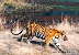 צילום: WWF-Canon