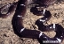 צילום: WWF Nepal