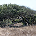 צילום: שרה גולד